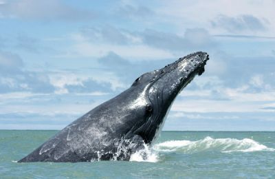 Humpback whale Samana Bay